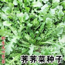 荠菜种子荠荠菜秋冬天四季阳台盆栽野菜生大叶青菜农家蔬菜种籽孑