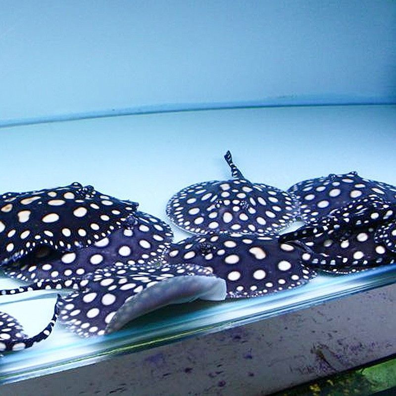 魔鬼鱼活体魟鱼满天星皇冠黑白珍珠米克斯黑金淡水热带观赏鱼活体