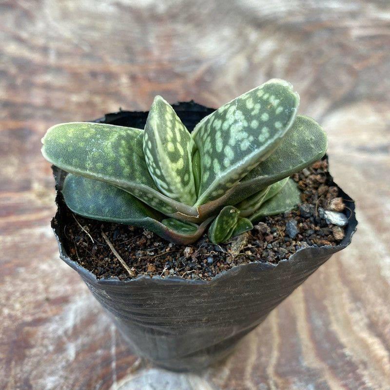 金元宝】元宝花多肉公植物子锦稀宝盆栽有花卉办室防辐射芦荟onr