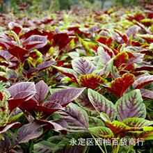 绿苋菜种子播种白圆叶苋菜青苋菜种籽菜阳台盆栽蔬菜种子香草种子