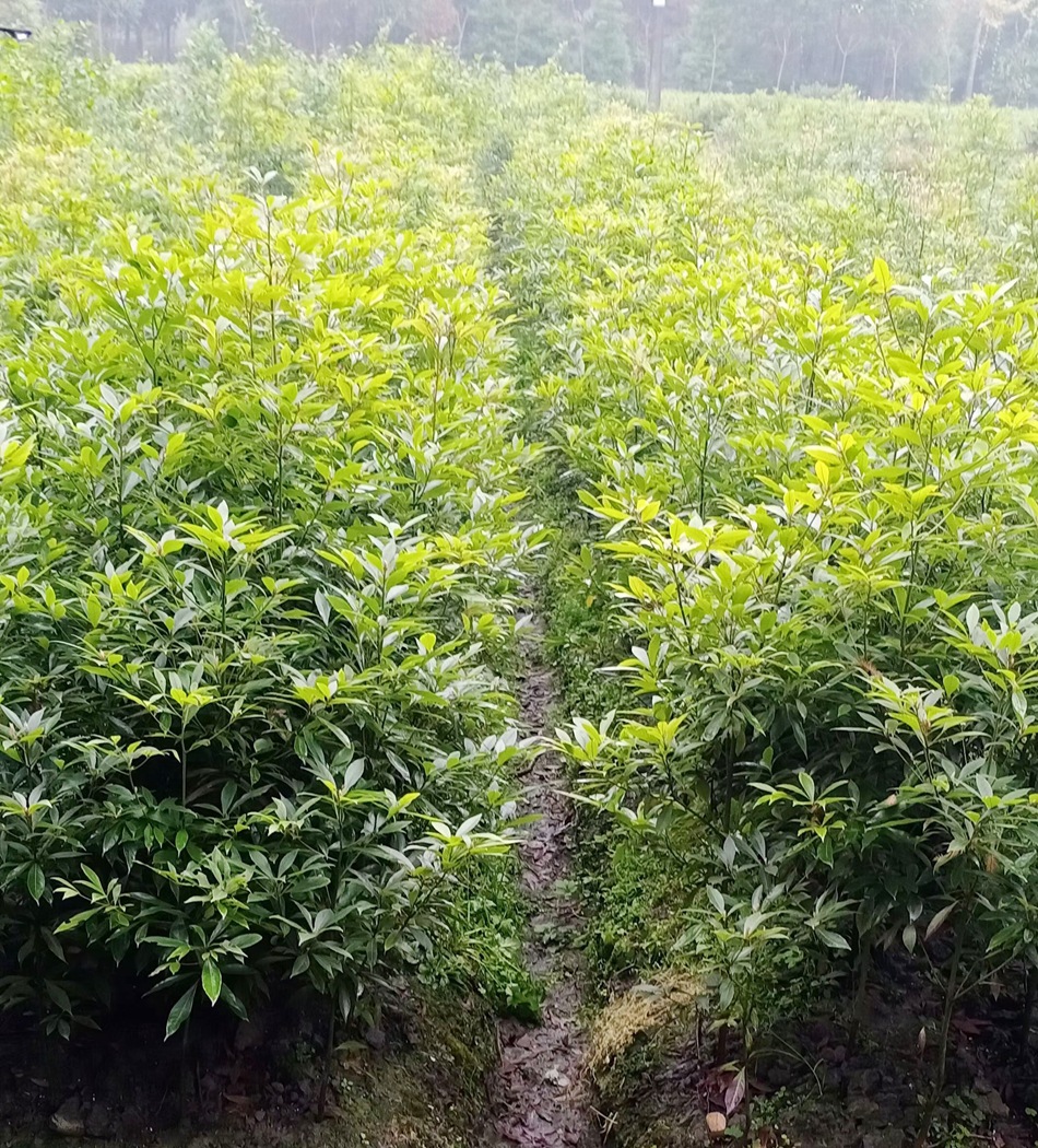 小叶桢楠地苗 细叶桢楠 金丝楠木 四川园林绿化苗木 楠木笼子绿篱