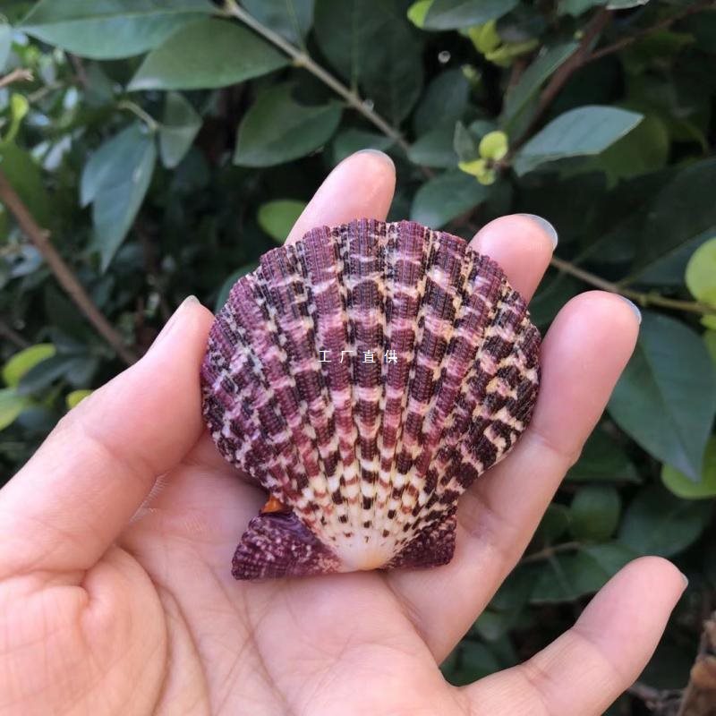 油画扇贝天然贝壳海螺海扇蛤拍摄道具地台墙贴鱼缸造景水族饰品