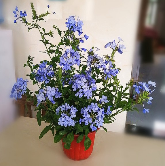 蓝雪花盆栽小苗办公室内阳台桌面观花耐热好养植物庭院爬藤花卉