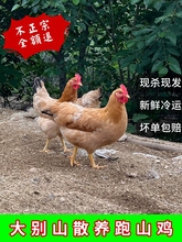 2只农家散养土鸡跑山鸡老母鸡新鲜现杀现发活鸡走地鸡柴鸡