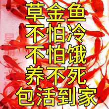 观赏鱼草金鱼苗养不死金鱼小鱼活鱼小宠物好养耐活养不死的小金鱼