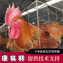 孵化青腿大种麻肉鸡苗 养殖批发 人工挑选出壳苗 红羽大冠肉鸡苗