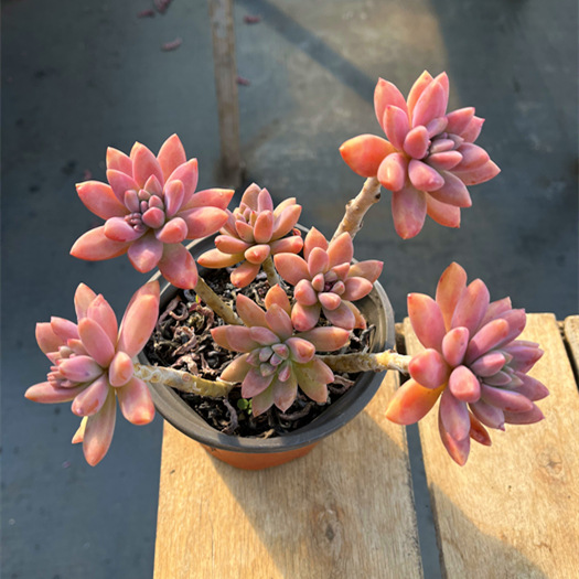 秋丽老桩 云南精品露养多肉植物群生 新手好养易繁殖耐寒造型盆栽