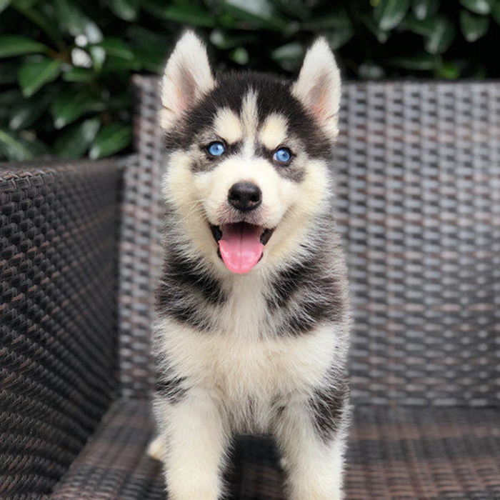 出售纯种哈士奇幼犬活体狗二哈三火蓝眼中型犬雪橇犬三傻宠物狗狗