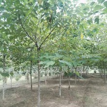 【规格齐全】构树小苗 红果构树5公分 构树10公分 构树25公分构树