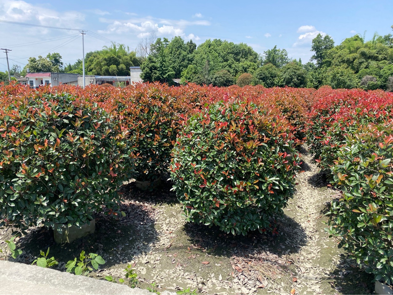 成都红叶石楠球 80-300cm
