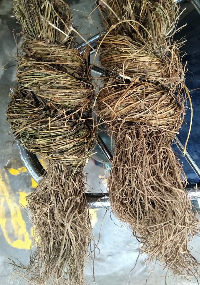 徐长卿别仙踪逍遥竹寮刁竹铜锣草了刁竹全草带根干货扎把