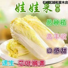 黄金娃娃菜种子黄心白菜种籽春夏秋四季播种阳台庭院农家蔬菜种孑