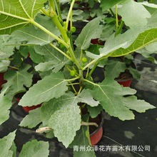 常绿小乔木无花果树花坛庭院绿化工程植物青州乔木基地