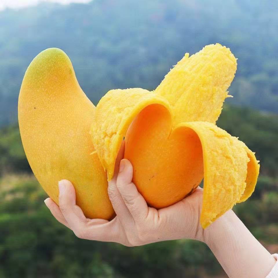 正宗海南金煌芒果特大水仙芒5/10斤黄皮大芒果非大青芒贵妃芒小台