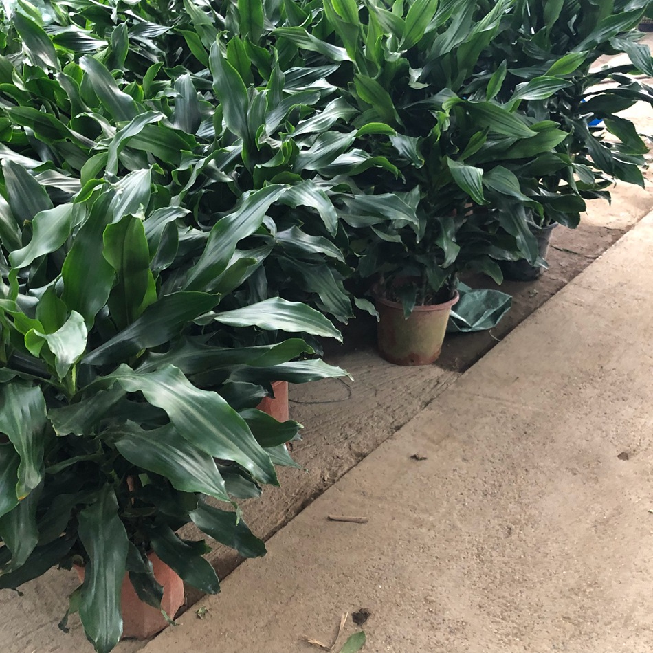 螺纹铁盆栽 柳纹铁 居家客厅阳台绿植 成都租摆植物 办公室摆放