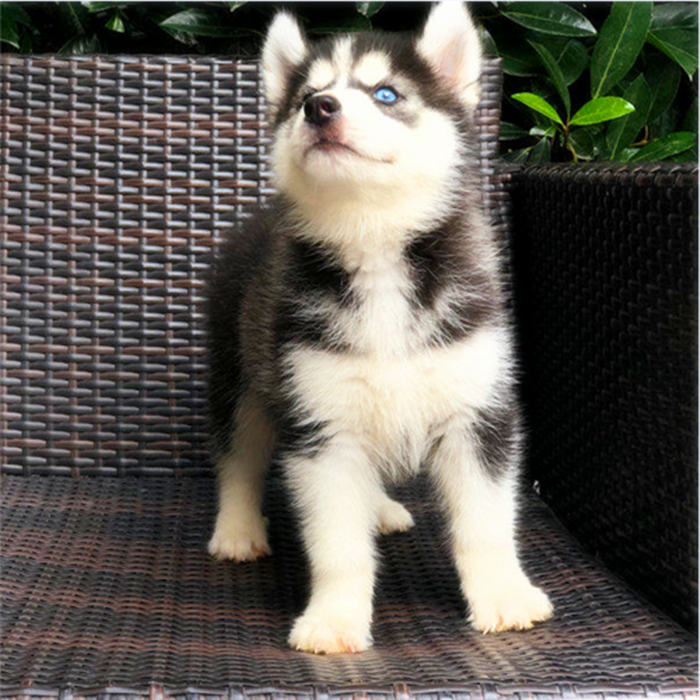 出售纯种哈士奇幼犬活体二哈幼犬三火蓝眼中型雪橇犬三傻宠物狗狗