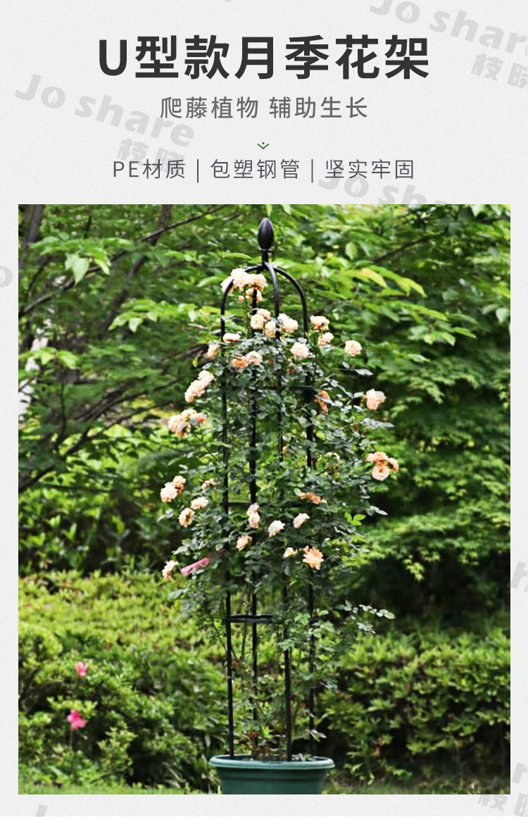枝晓u款月季花架国内电商 玫瑰爬藤花架阳台月季盆栽家用花支架