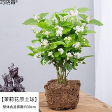 茉莉花驱蚊防蚊观花卉阳台浓香好养室内四季重瓣开花庭院盆栽绿巧