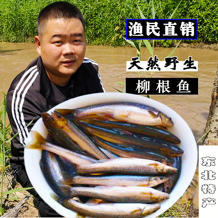 柳根鱼东北黑龙江省特产野生冷水鱼鲜活速冻新鲜小杂鱼食用淡水鱼