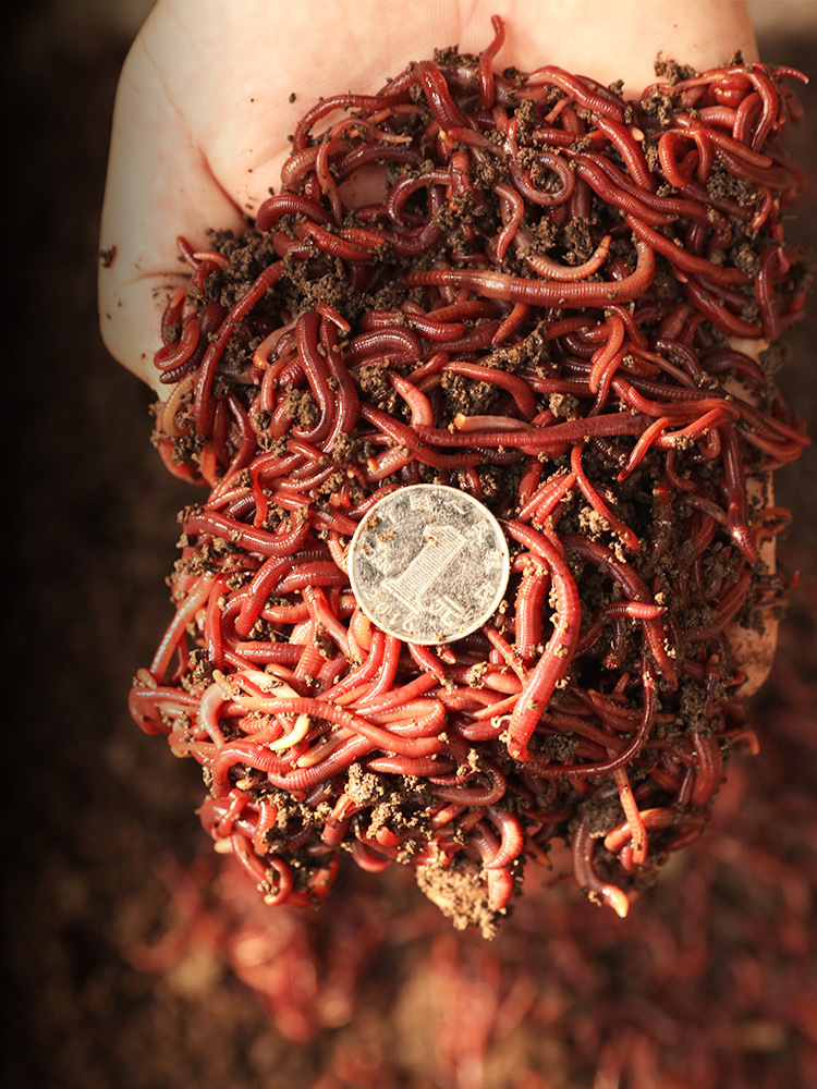 蚯蚓活饵鲜活盒装散装1斤红蚯蚓鲫鱼鲤鱼钓鱼野钓红虫鱼饵饵料