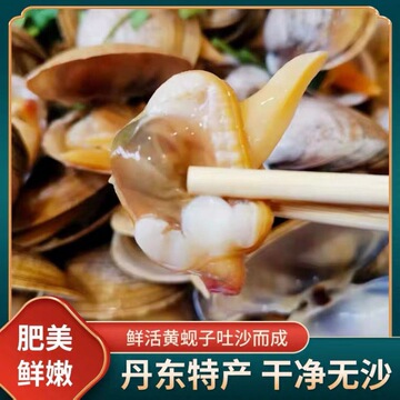 海鲜即食真空黄蚬子丹东大黄蚬子蚬子新鲜鲜活蚬子肉新鲜丹东代发