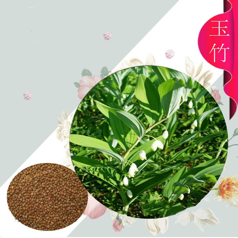 玉竹种子 药食同源滋补 鸡头黄精 爪子参黄鸡菜 老虎姜 黄精种子