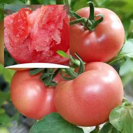 粉果樱桃番茄种子