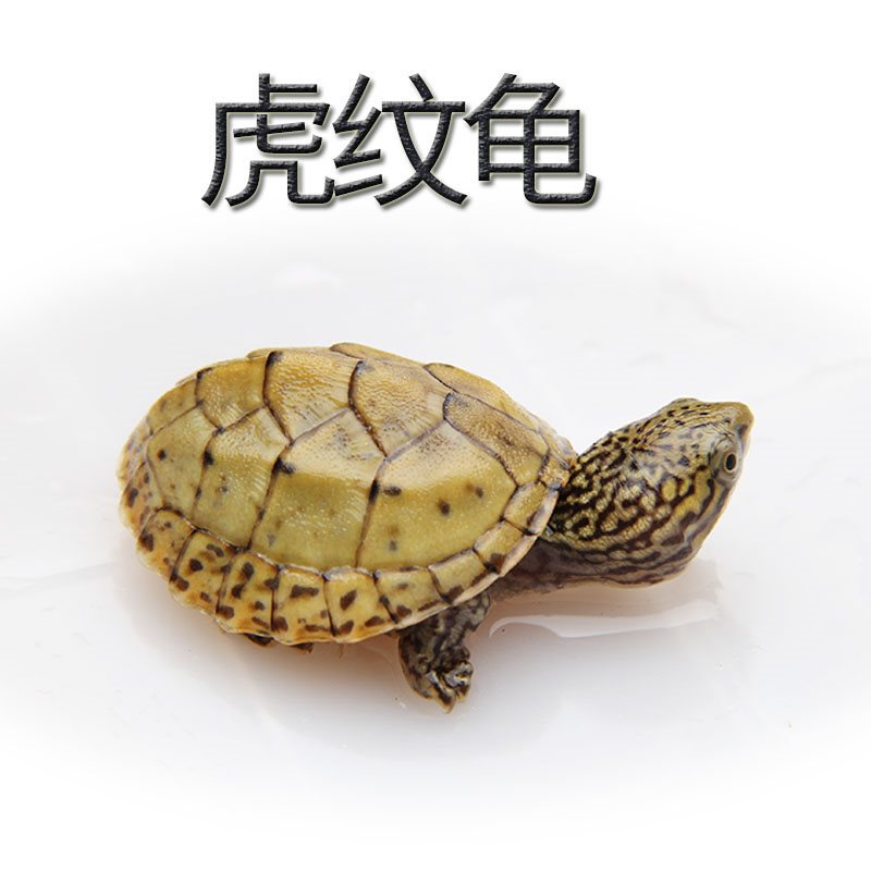 蛋龟虎纹蛋龟苗深水蛋龟麝香龟宠物活体龟苗-阿里巴巴