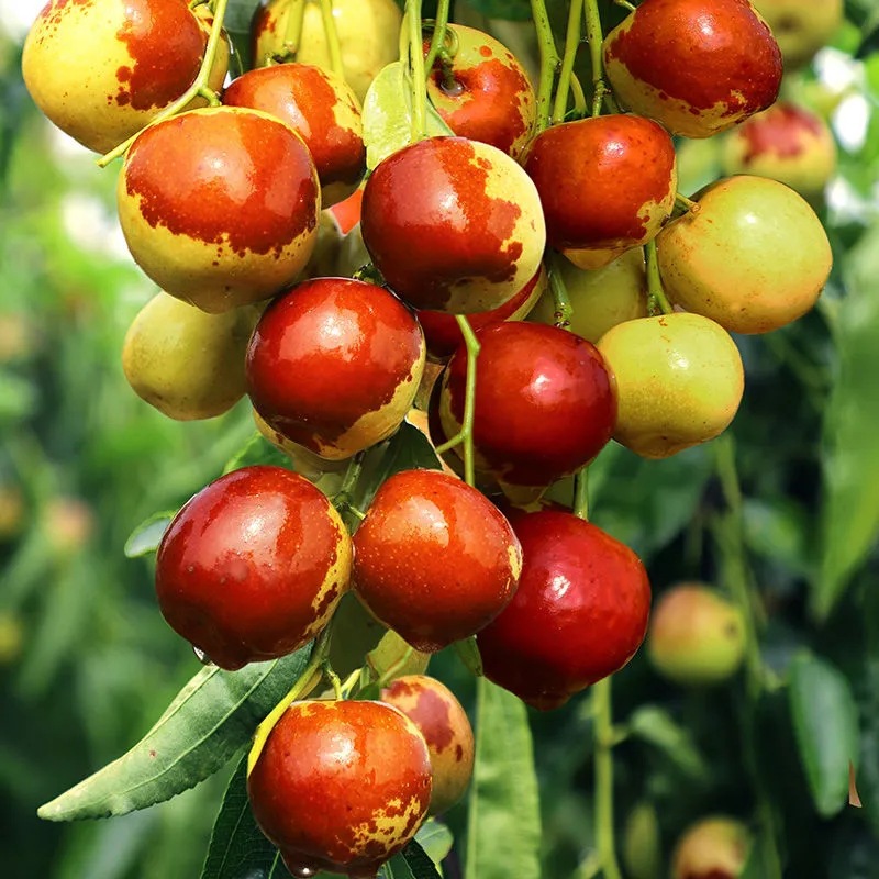 陕西大荔冬枣新鲜脆甜枣子红枣当季孕妇新鲜水果冬枣整箱5斤包邮