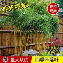 竹子苗庭院四季常青耐寒植物观赏大型竹子盆栽紫竹苗黄金竹罗汉竹