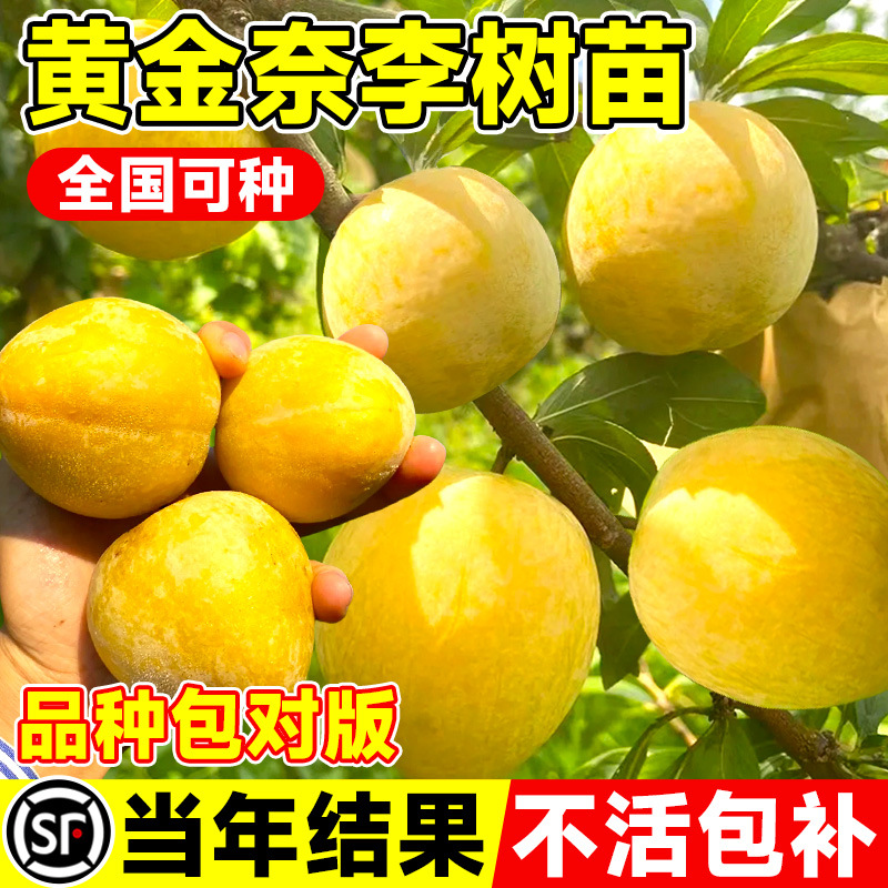 黄金奈李子树苗果树果苗盆栽地栽三华蜂糖新品种特大号南北方种植