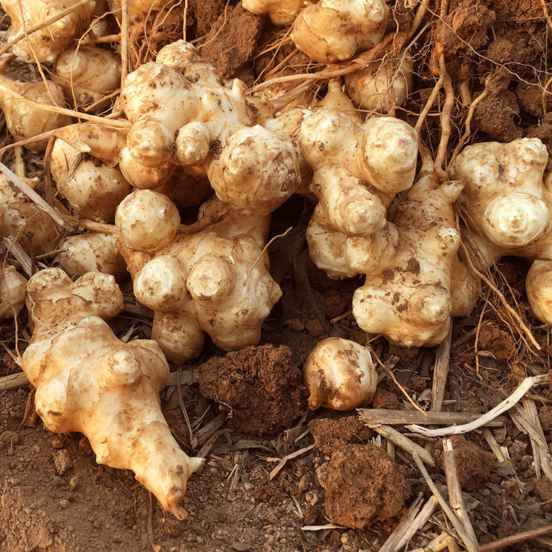 洋姜年现挖新鲜鬼子姜不辣姜菊芋2斤/5斤装一件代发