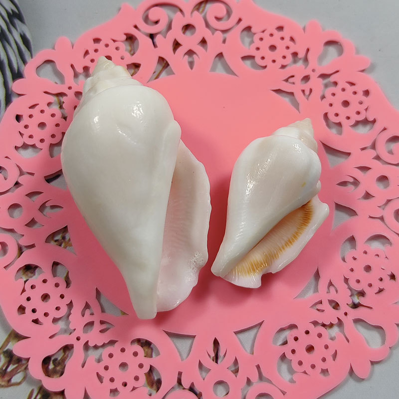 白凤凰螺 幼儿手工贝壳画白口螺天然海螺贝壳鱼缸造景摆件diy材料