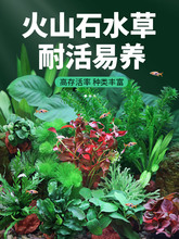 鱼缸水草活体植物真草水培蜈蚣装饰阴性净化水火山石生态造景全套