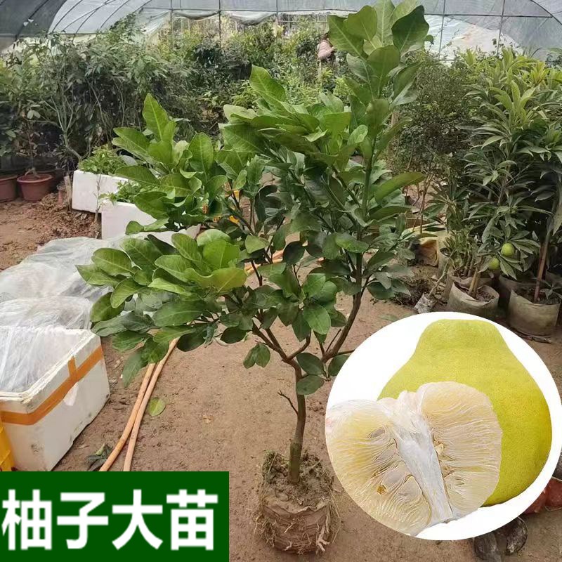 正宗沙田柚大苗沙甜柚纯甜无酸果树苗泰国红宝石青柚苗南方种植