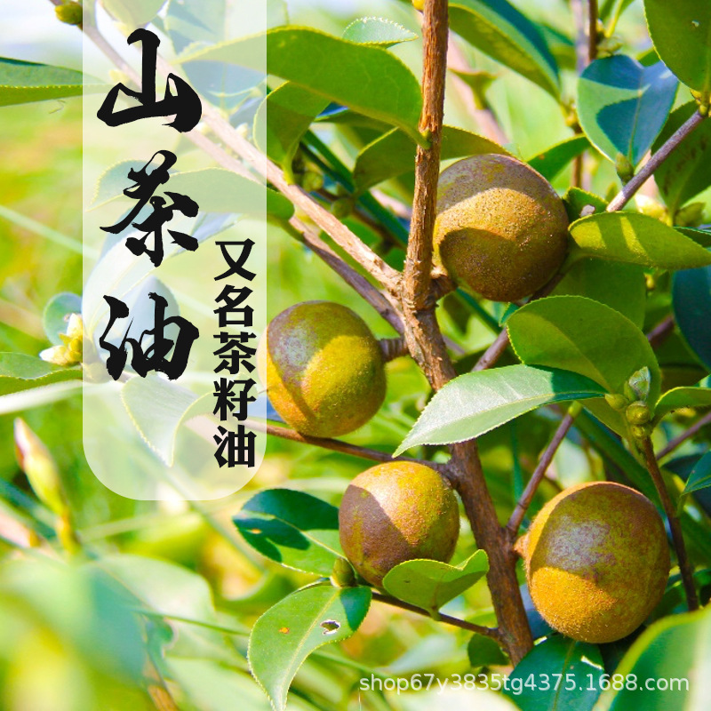 【广东茶油】-广东茶油厂家,品牌,图片,热帖-阿里巴巴