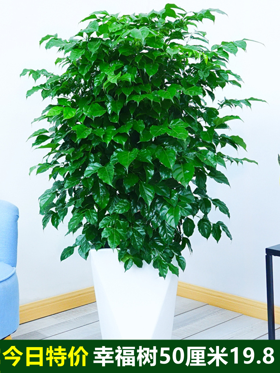 幸福树盆栽大棵客厅办公室大型老桩丛生造型绿植绿宝平安树花卉苗
