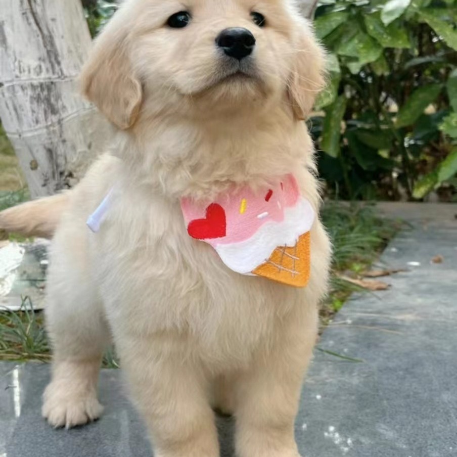 纯种拉布拉多幼犬活体大型犬导盲犬神犬小七金毛犬幼犬家养宠物狗