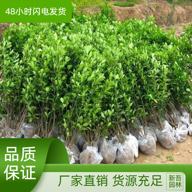 庭院街道四季常青耐寒植物冬青 冬青绿化带苗 北海道冬青球篱笆苗