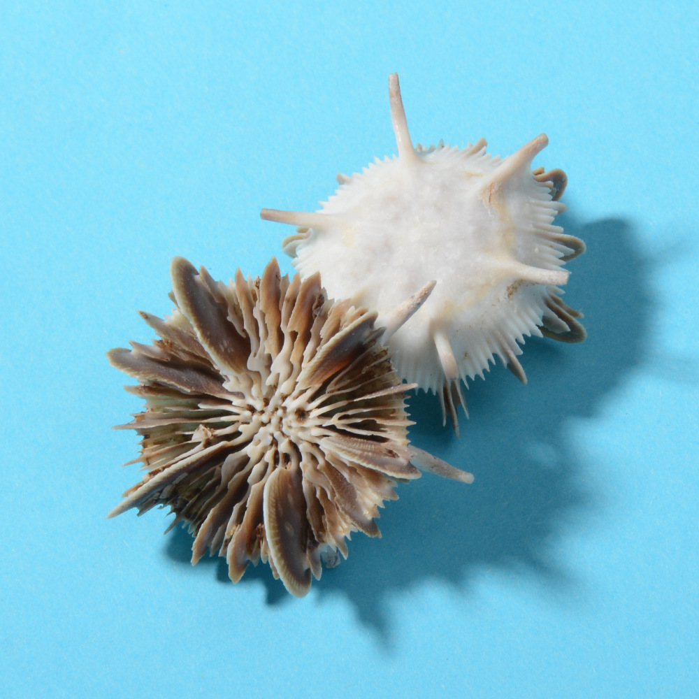 板凳海胆 天热海螺贝壳海胆标本 迷你水族家居摆件-阿里巴巴
