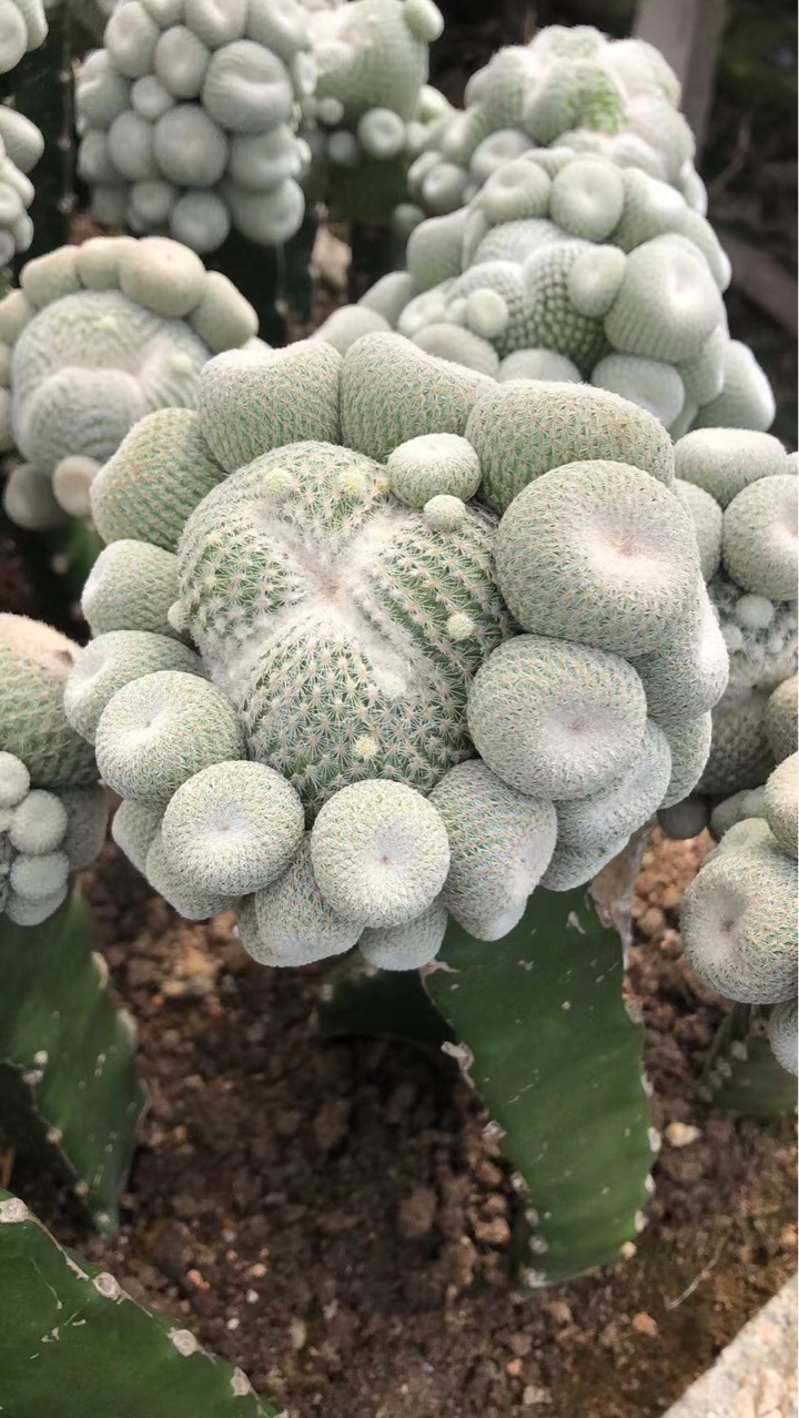 仙人球科不含盆多肉植物嫁接带柱子仙人球月世界群生仙人球批发