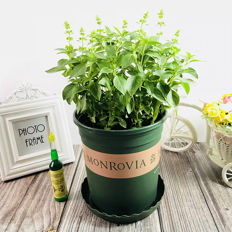 九层塔盆栽可食用罗勒金不换三杯鸡香料薄荷迷迭香紫苏驱蚊绿植