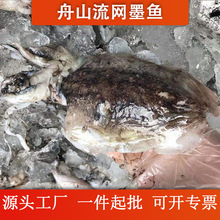 舟山东海野生流网原汁大墨鱼目鱼乌贼液氮冷冻水产真空单只包装箱