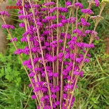 巴西红果盆景桩,杆5高度55冠幅70_阿里巴巴找货神器