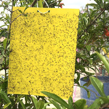 粘虫双面胶蚜虫花卉 诱捕 蚊虫 农用贴纸 苍蝇纸贴板 虫子 防蚊