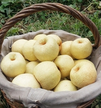 梨子5斤9斤安徽正宗砀山酥梨新鲜水果现摘现发整箱_阿里巴巴找货神器