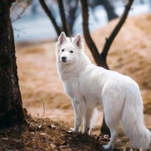 纯种瑞士牧羊犬幼犬活体狗狗纯白色德牧幼崽 护卫犬工作犬大型犬