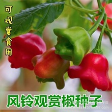 风铃小辣椒种子观赏椒灯笼椒菜种籽春四季播阳台盆栽蔬菜种孑