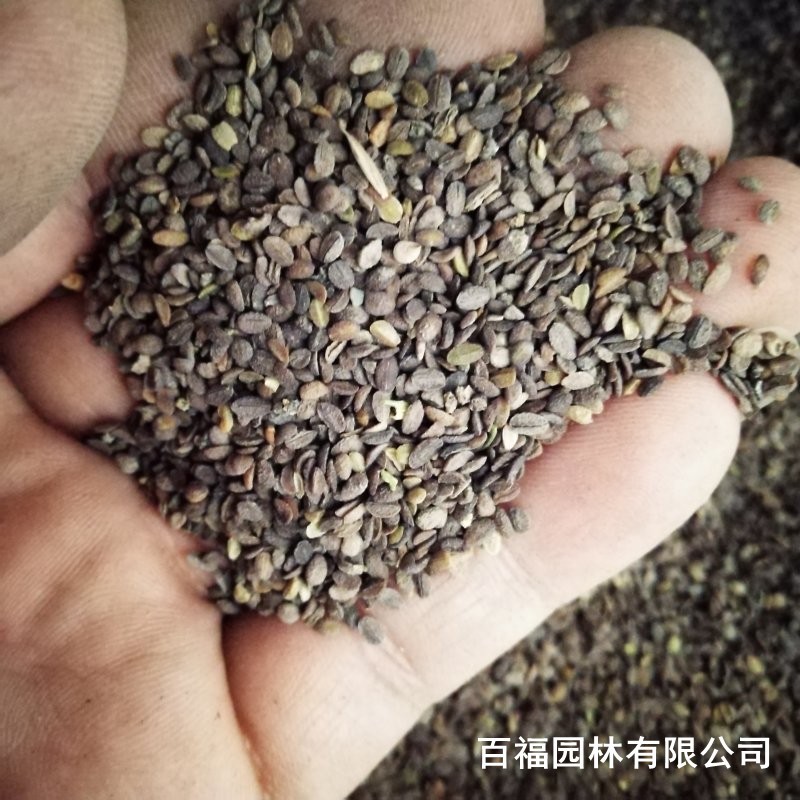 波斯菊种子包邮