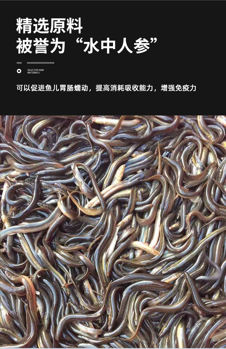 北水厂家东北黑圆泥鳅一斤板批发现货厂家直销龙虎大型观赏鱼鱼食